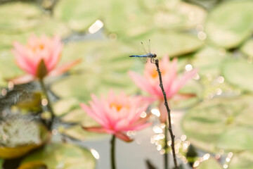 Obraz premium Lotuses and dragonfly, Lotus flower on the water