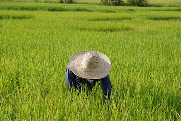 Rice Farmer Philippines