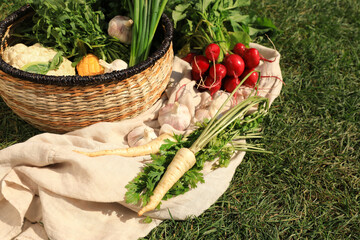 Different tasty vegetables and herbs on green grass outdoors