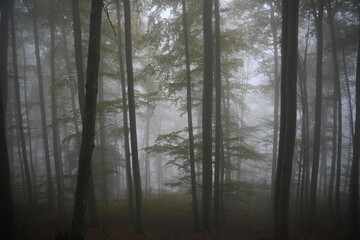 Obraz na płótnie Canvas fog in the woods