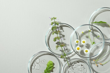 Flat lay composition with Petri dishes and plants on light grey background. Space for text