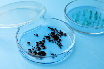 Petri dishes with different bacteria colonies on light blue background, closeup