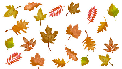 Autumn leaves illustration. Background