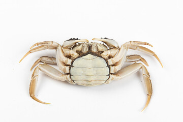 live female hairy crabs isolated on white background.