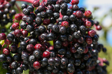 Tasty elderberries (Sambucus) growing on blurred background, closeup