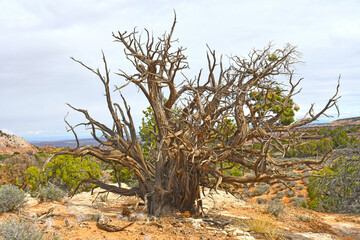 Fototapeta na wymiar Twisted Utah Juniper Skeleton in the Desert