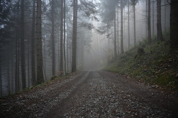 Fototapeta premium road in the fog, autumn in mountain
