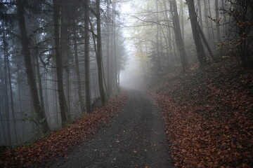 morning in the forest, fog, autumn