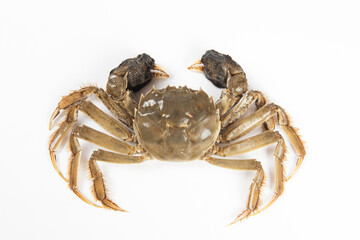 live hairy crab or Chinese mitten crab isolated on white background.