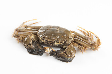 live hairy crab or Chinese mitten crab isolated on white background.