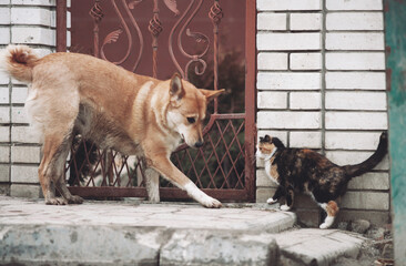 incredible friendship between cats and dogs, acquaintance and interest in a new friend.