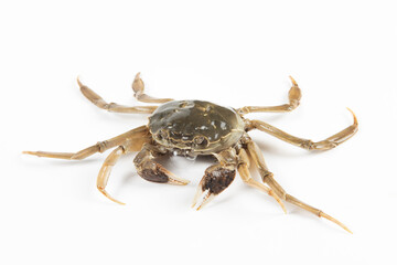 live hairy crab or Chinese mitten crab isolated on white background.