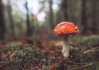 a beautiful red spotted amanita mushroom grows in the autumn forest.