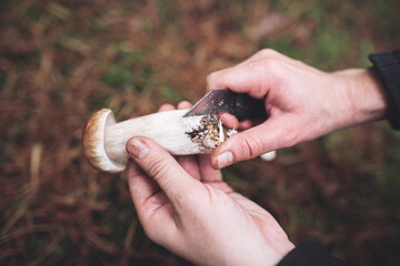 A mushroom picker cleans a beautiful edible mushroom found in the forest with a knife in his hands.