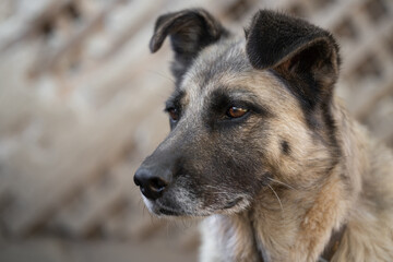 A lonely and sad guard dog on a chain near a dog house outdoors.