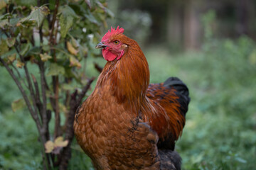 beautiful chickens and roosters outdoors in the yard.