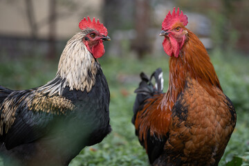 beautiful chickens and roosters outdoors in the yard.