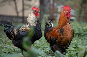 beautiful chickens and roosters outdoors in the yard.