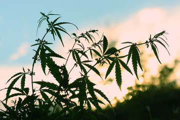 marijuana close-up of thick foliage, drug, medicinal plant.