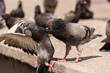 Fototapeta premium street pigeons having fun in an urban environment.