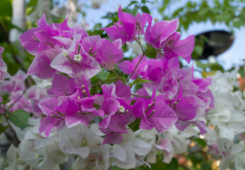 Beautiful bougainvillea in the morning, nature blurred background.