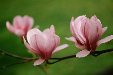 Fototapeta premium beautiful pink magnolia flower on blooming tree in spring