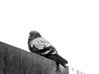 pigeon on a wall 