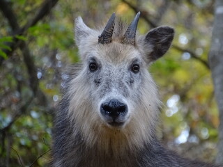 Fototapeta premium 二ホンカモシカ
