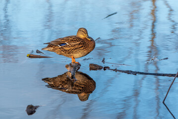 Reflections Of A Mallard Hen On The River