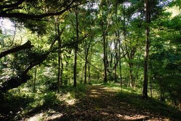Fototapeta premium plants and landscape in Japan.