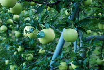 Green Apple from Nagano garden,Japan