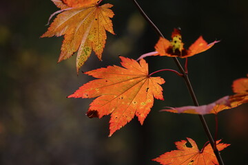 紅葉 秋の風景