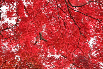 紅葉 秋の風景