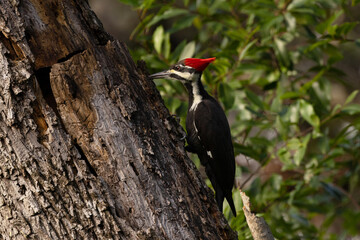 A pileated woodpecker (Dryocopus pileatus), a colorful forest bird, climbs a tree and hunts for insects in Sarasota, Florida