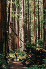 Man standing near tall trees in sequoia, redwood tree forest. Sunny day, hiking