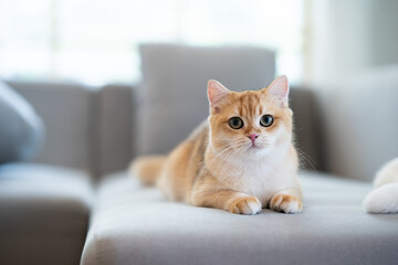Kitten with green eyes - adorable British shorthair gold cat with deep rich green eyes on gray couch.