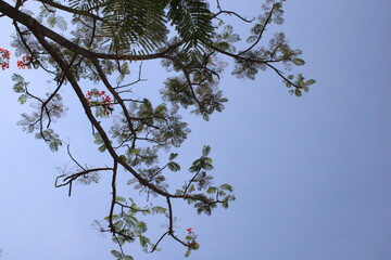 branches of a tree against the sky.