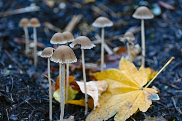 mushroom in autumn