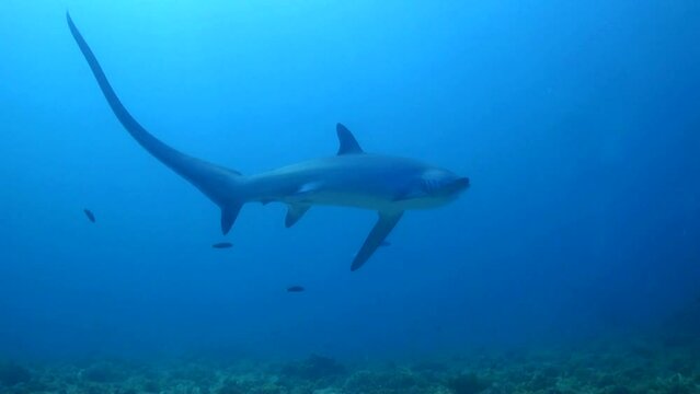 
Thresher shark (Alopias pelagicus) at Kimud Shoal - Philippines