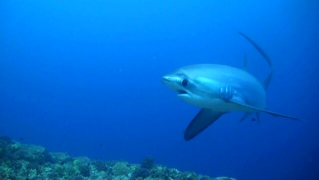 
Pelagic Thresher shark (Alopias pelagicus) Close Shot- Philippines