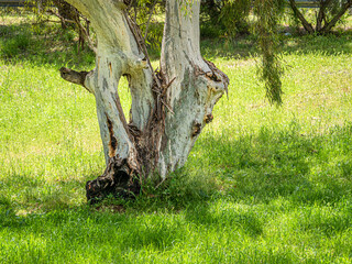 Obraz premium Holey Gum Trunk