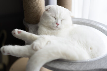 A Scottish fold white cat sleeps in his cozy bed.