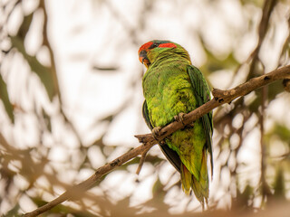 Red Masked Parakeet Head Side