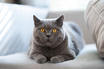 A fat Blue British Shorthair cat is resting on a grey couch.