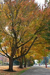 Fototapeta premium autumn in the park