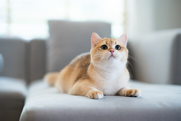 Kitten with green eyes - adorable British shorthair gold cat with deep rich green eyes on gray couch.