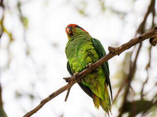  Red Masked Parakeet