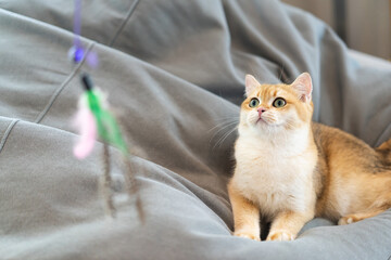 Kitten with green eyes - adorable British shorthair gold cat with deep rich green eyes playing toy on gray couch.