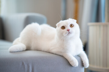 Beautiful Scottish fold white cat lying on the grey sofa
