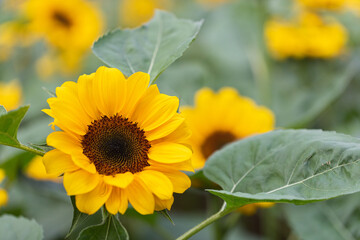 Bright yellow sunflower in field